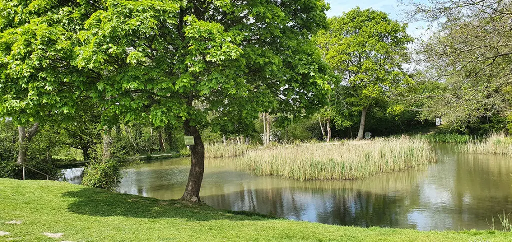 pond_bordered_by_lush_green_grass_trees_east_sussex_horam_manor_seller_leisure